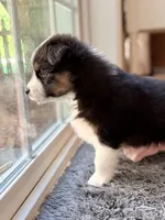 Kona, a male Australian Shepherd for sale in Morehead City, NC – 6 of 8