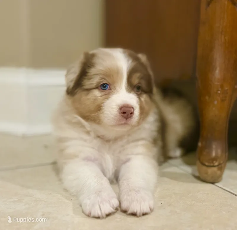 Sandy – Australian Shepherd puppy for sale in Morehead City, NC