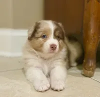 Sandy, a female Australian Shepherd for sale in Morehead City, NC – 1 of 4