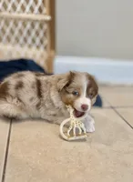 Sandy, a female Australian Shepherd for sale in Morehead City, NC – 2 of 4