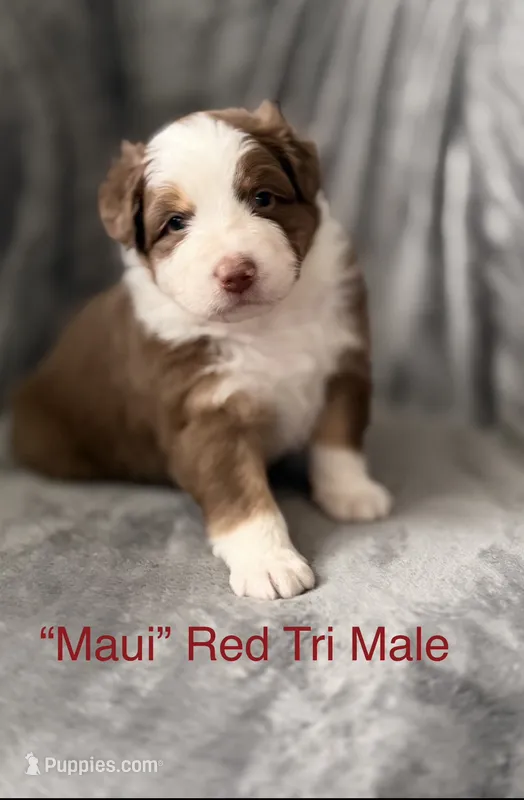 Maui – Australian Shepherd puppy for sale in Morehead City, NC