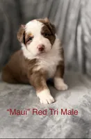 Maui, a male Australian Shepherd for sale in Morehead City, NC – 1 of 6