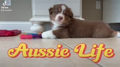 Kona, a male Australian Shepherd for sale in Morehead City, NC – 8 of 8