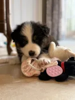 Kona, a male Australian Shepherd for sale in Morehead City, NC – 4 of 8