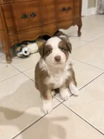 Maui, a male Australian Shepherd for sale in Morehead City, NC – 2 of 6