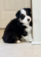 Kona, a male Australian Shepherd for sale in Morehead City, NC – 3 of 8