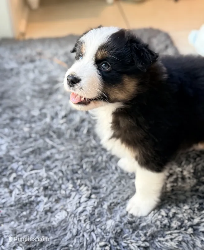 Kona – Australian Shepherd puppy for sale in Morehead City, NC