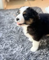 Kona, a male Australian Shepherd for sale in Morehead City, NC – 1 of 8