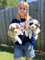 Sandy, a female Australian Shepherd for sale in Morehead City, NC – 3 of 4