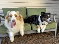 Kona, a male Australian Shepherd for sale in Morehead City, NC – 7 of 8