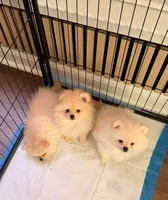 Kate, a female Pomeranian for sale in Charlotte, NC – 2 of 3