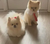 Kate, a female Pomeranian for sale in Charlotte, NC – 3 of 3
