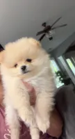 Kate, a female Pomeranian for sale in Charlotte, NC – 1 of 3