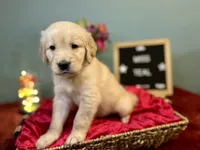 Miss Teal, a female Golden Retriever for sale in Inverness, FL – 3 of 3
