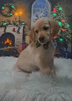 Miss Pink, a female Golden Retriever for sale in Inverness, FL – Photo 1 of 4