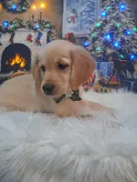 Miss Pink, a female Golden Retriever for sale in Inverness, FL – Photo 2 of 4