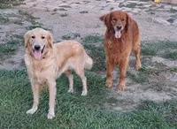Miss Pink, a female Golden Retriever for sale in Inverness, FL – Photo 4 of 4