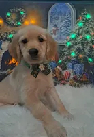 Miss Pink, a female Golden Retriever for sale in Inverness, FL – Photo 3 of 4