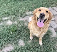 Boys, a male Golden Retriever for sale in Inverness, FL – Photo 6 of 7