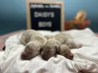 Boys, a male Golden Retriever for sale in Inverness, FL – Photo 1 of 7