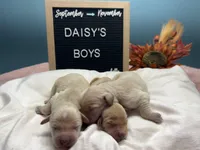 Boys, a male Golden Retriever for sale in Inverness, FL – Photo 2 of 7