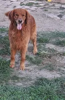 Boys, a male Golden Retriever for sale in Inverness, FL – Photo 5 of 7