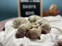 Boys, a male Golden Retriever for sale in Inverness, FL – Photo 3 of 7