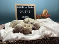 Boys, a male Golden Retriever for sale in Inverness, FL – Photo 4 of 7