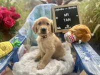 Mr. Tan, a male Golden Retriever for sale in Inverness, FL – Photo 5 of 5