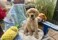 Mr. Tan, a male Golden Retriever for sale in Inverness, FL – Photo 1 of 5