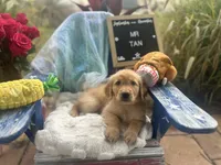 Mr. Tan, a male Golden Retriever for sale in Inverness, FL – Photo 3 of 5