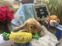 Mr. Tan, a male Golden Retriever for sale in Inverness, FL – Photo 2 of 5