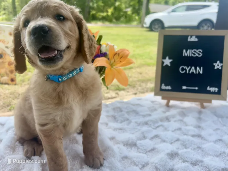 Miss Cyan – Golden Retriever puppy for sale in Inverness, FL