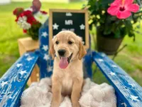 Mr. Blue, a male Golden Retriever for sale in Inverness, FL – 3 of 4