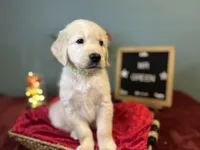Mr. Green, a male Golden Retriever for sale in Inverness, FL – 2 of 3