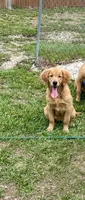 Skye, a female Golden Retriever for sale in Inverness, FL – Photo 2 of 7