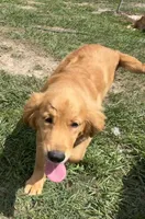 Skye, a female Golden Retriever for sale in Inverness, FL – Photo 4 of 7