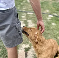 Skye, a female Golden Retriever for sale in Inverness, FL – Photo 3 of 7