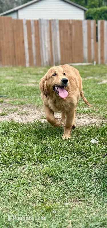 Skye – Golden Retriever puppy for sale in Inverness, FL