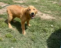 Skye, a female Golden Retriever for sale in Inverness, FL – Photo 6 of 7