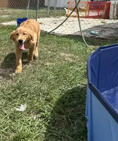 Skye, a female Golden Retriever for sale in Inverness, FL – Photo 5 of 7