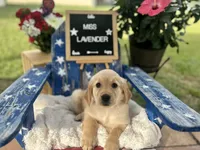 Miss Lavender, a male Golden Retriever for sale in Inverness, FL – 2 of 4