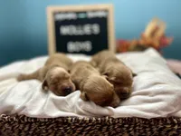 Boys, a male Golden Retriever for sale in Inverness, FL – Photo 2 of 8