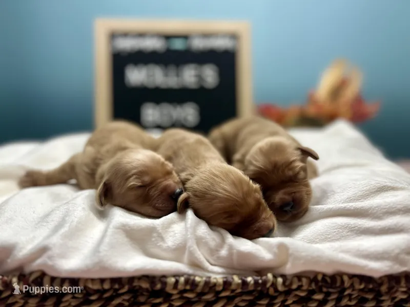 Boys, a male Golden Retriever for sale in Inverness, FL – Photo 1 of 8