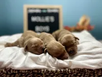 Boys, a male Golden Retriever for sale in Inverness, FL – Photo 1 of 8