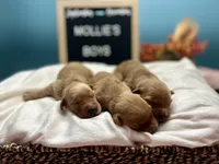 Boys, a male Golden Retriever for sale in Inverness, FL – Photo 3 of 8