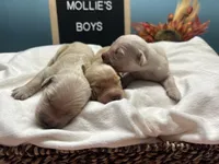 Boys, a male Golden Retriever for sale in Inverness, FL – Photo 6 of 8