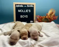 Boys, a male Golden Retriever for sale in Inverness, FL – Photo 5 of 8