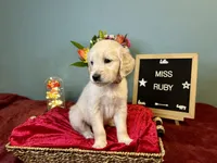 Miss Ruby, a female Golden Retriever for sale in Inverness, FL – 2 of 3