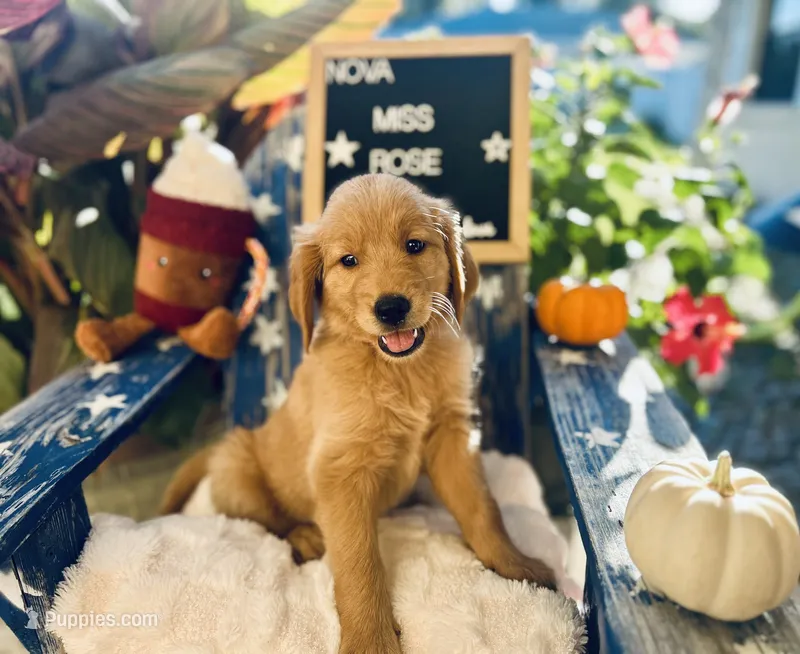Miss Rose – Golden Retriever puppy for sale in Inverness, FL